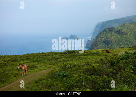 Vues de Pololū de Pololū Valley Lookout, North Kohala, Hawaii, USA Banque D'Images