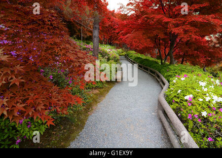 Fusion de printemps et d'automne fleurs d'azalées créé avec feuilles d'érable rouges faux Banque D'Images