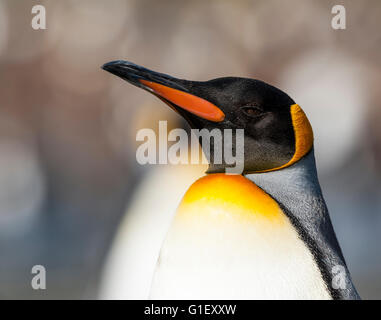 Portrait Roi penguin (Aptenodytes patagonicus) Géorgie du sud du port d'Or Banque D'Images