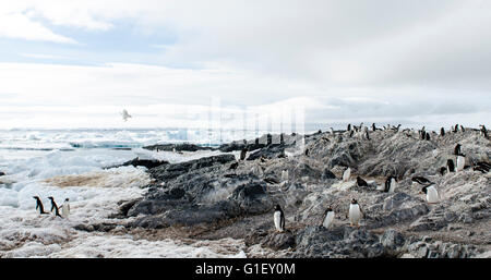 Colonie de pingouins AdŽlie (Pygoscelis adeliae) Falaises Garance Péninsule Antarctique Antarctique Banque D'Images