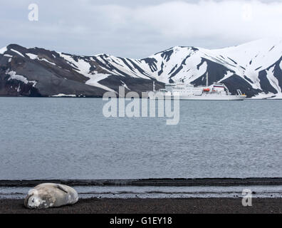 Phoque de Weddell (Leptonychotes weddellii) sur la plage à l'île de la déception des îles Shetland du Sud Péninsule Antarctique Antarctique Banque D'Images