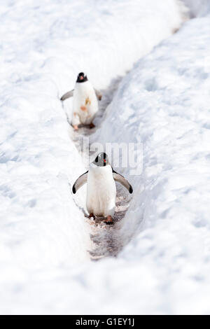 Manchots papous (Pygoscelis papua) marche sur l'autoroute de pingouin Mikkelsen Harbour Péninsule Antarctique Antarctique Banque D'Images