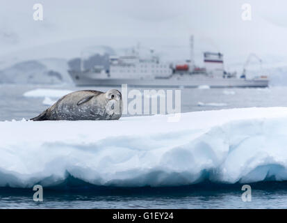 Phoque de Weddell (Leptonychotes weddellii) sur la glace et expedition cruise Cierva Cove Péninsule Antarctique Antarctique Banque D'Images