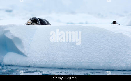 Hydrurga leptonyx léopard (joint) ou la mer endormie et leopard brown labbe parasite (Stercorarius antarcticus) sur la glace de l'Antarctique Cierva Cove Pe Banque D'Images