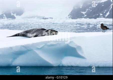 Hydrurga leptonyx léopard (joint) ou la mer endormie et leopard brown labbe parasite (Stercorarius antarcticus) sur la glace de l'Antarctique Cierva Cove Pe Banque D'Images