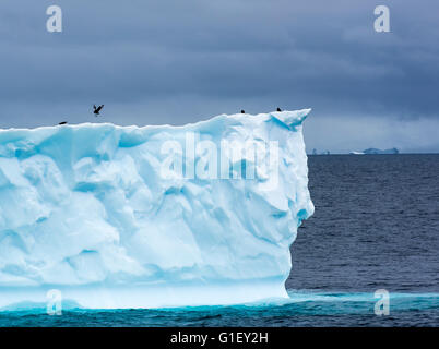 La glace flottante bleu ciel et marron moody (Stercorarius skua antarcticus) sur la glace de l'Antarctique Antarctique Péninsule Point Portail Banque D'Images