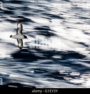 Petrel Daption capense Cape (CAPE) pigeon ou pétrel pintado en vol Passage Drake océan du Sud Banque D'Images