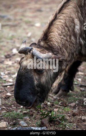 Bhoutan national animal Takin (Budorcas taxicolor) national animal au boîtier de Takin Bhoutan Banque D'Images