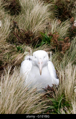 Le sud de l'Albatros (Diomedea epomophora royale) sur son nid sur l'île Campbell Nouvelle-zélande Banque D'Images