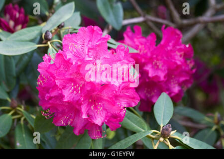 Grand Rhododendron rose magenta. Banque D'Images