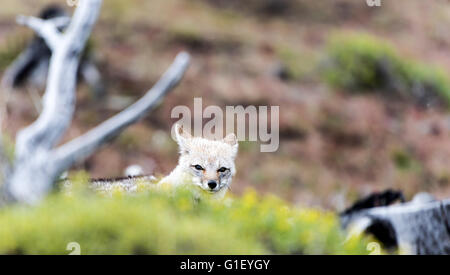 Amérique du Sud ou du renard gris de Patagonie (Lycalopex griseus) Parc National Torres del Paine Patagonie Chilienne Chili Banque D'Images