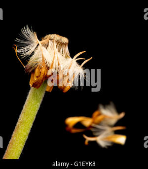 Belle fleur flétrie dahlia jaune isolé sur fond noir.Concept de nostalgie, de mélancolie et même la mort. Banque D'Images