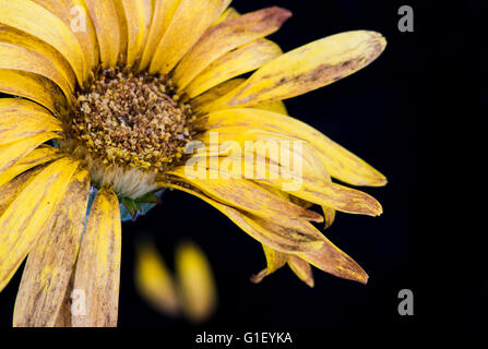 Belle fleur dahlia jaune pétales fanées avec isolé sur fond noir Banque D'Images
