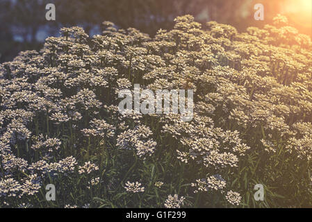 Iberis sempervirens - Fleurs blanches au jardin Banque D'Images