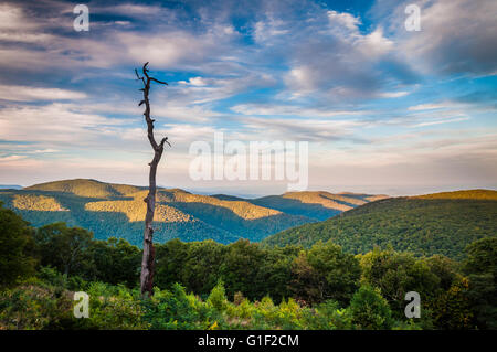 Voir la soirée des Appalaches de l'artère principale donnent sur, le long de Skyline Drive dans le Parc National Shenandoah, en Virginie. Banque D'Images