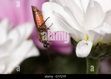 Belle fleur de printemps avec les reptiles insectes ailés Banque D'Images
