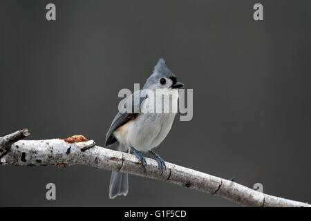 Mignon mésange perchée sur la branche de bouleau Banque D'Images