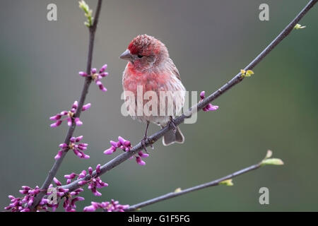 Roselin familier, situé sur redbud tree branch au printemps Banque D'Images