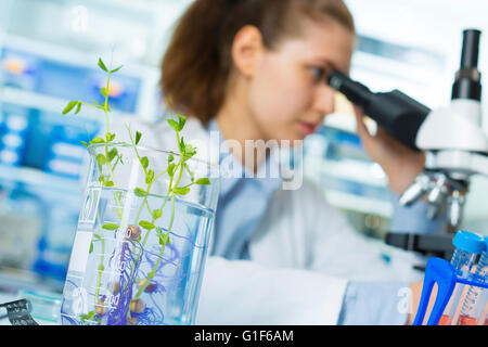 Parution du modèle. À l'aide de technicienne de microscope avec des plantes génétiquement modifiées dans l'avant-plan. Banque D'Images