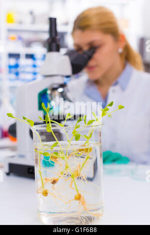 Parution du modèle. Chimiste femelle à l'aide de microscope avec des plantes génétiquement modifiées dans l'avant-plan. Banque D'Images