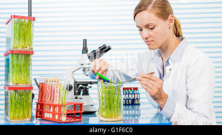 Parution du modèle. Technicien en laboratoire de travail féminin avec des plantes génétiquement modifiées. Banque D'Images