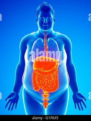 Système digestif humain, illustration. Banque D'Images
