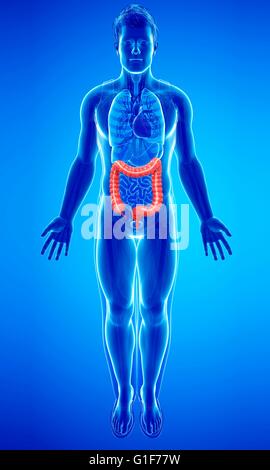 Les droits de l'intérieur du gros intestin, de l'illustration. Banque D'Images