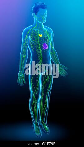 Système lymphatique humain, illustration. Banque D'Images