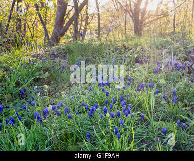 Grape hyacinth (Muscari botryoides) Banque D'Images