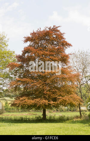Superbe Copper Beech Tree au début de l'été Banque D'Images
