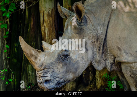 Rhino au Zoo de Louisville Kentucky Banque D'Images