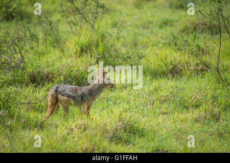 Un Chacal sauvage marche à travers l'herbe et les terres fertiles du cratère du Ngorongoro en Tanzanie, Afrique de l'Est Banque D'Images