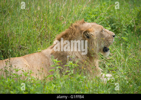 Un jeune homme Lion reposant dans les prairies fertiles de la zone de conservation de Ngorongoro Crater et en Tanzanie, Afrique de l'Est Banque D'Images