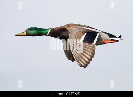 Canard sauvage mâle / mâle Canard colvert (Anas platyrhynchos) en vol rapide Banque D'Images