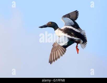 Canard de la pelle butte (spatule clypeata) mâle en vol, avant du toucher Banque D'Images