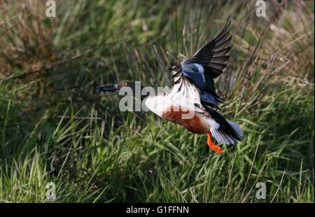 Un canard de la pelle butte (spatules clypeata) d'Europe du Nord se dévolte rapidement Banque D'Images