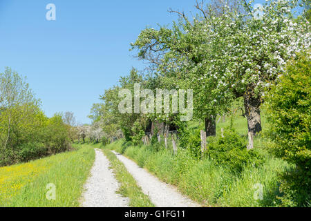 Champ lumineux ensoleillé chemin idyllique au printemps dans la région de Hohenlohe, un district dans le sud de l'Allemagne Banque D'Images