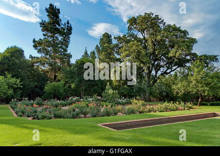 Fragment de rosarium avec étang dans jardin botanique de Johannesburg, Afrique du Sud Banque D'Images
