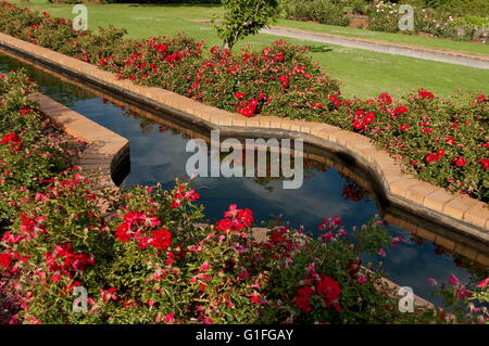 Fragment de rosarium avec étang dans jardin botanique de Johannesburg, Afrique du Sud Banque D'Images