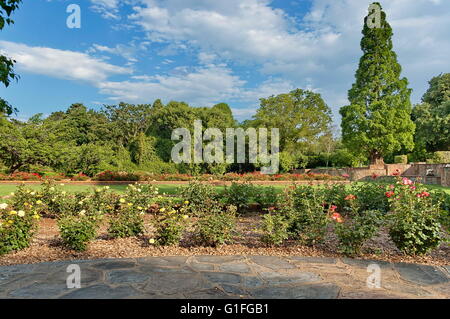 Fragment de rosarium dans jardin botanique de Johannesburg, Afrique du Sud Banque D'Images