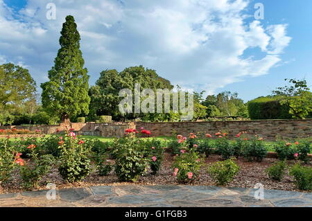 Fragment de rosarium dans jardin botanique de Johannesburg, Afrique du Sud Banque D'Images