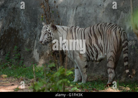 Royal blanc tigre du Bengale (Panthera tigris tigris), les félidés, en Asie Banque D'Images