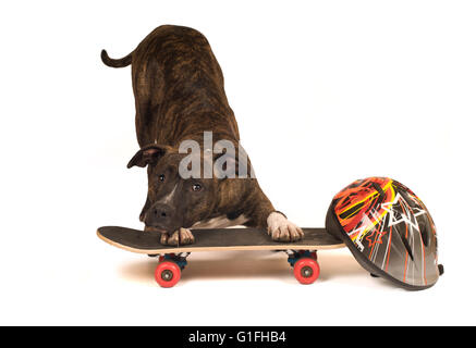 Pit bullterier isolé sur blanc portrait avec skateboard Banque D'Images