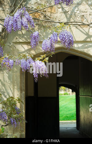 Wisteria suspendues sur une porte voûtée à Worcester College. Oxford, UK Banque D'Images