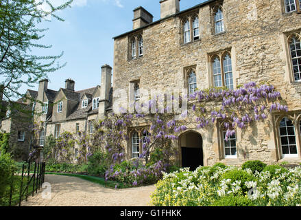 Wisteria à Worcester College. Oxford, UK Banque D'Images