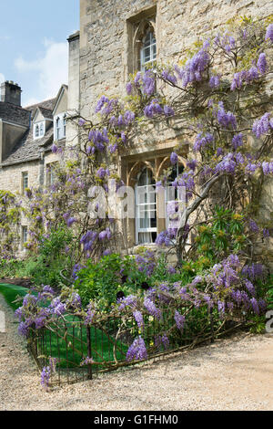 Wisteria à Worcester College. Oxford, UK Banque D'Images