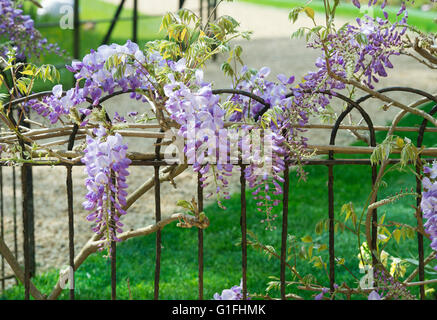 Glycine sur une clôture en fer forgé à Worcester College. Oxford, UK Banque D'Images