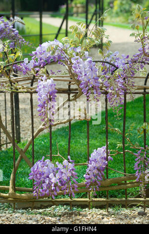 Glycine sur une clôture en fer forgé à Worcester College. Oxford, UK Banque D'Images