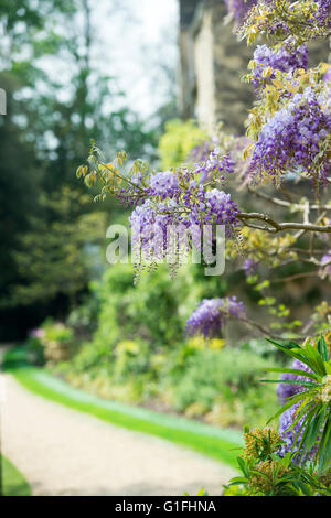 Wisteria à Worcester College. Oxford, UK Banque D'Images