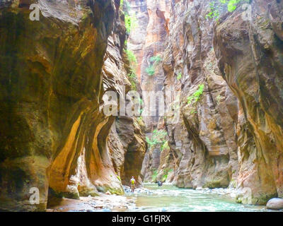 Les randonneurs randonnée dans la rivière vierge sur la randonnée à travers le Zion Narrows Banque D'Images